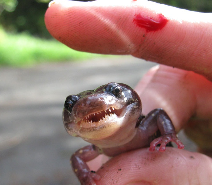 Arboreal Salamander Facts and Pictures