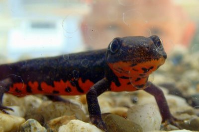 Chinese-Fire-Bellied-Newt.jpg
