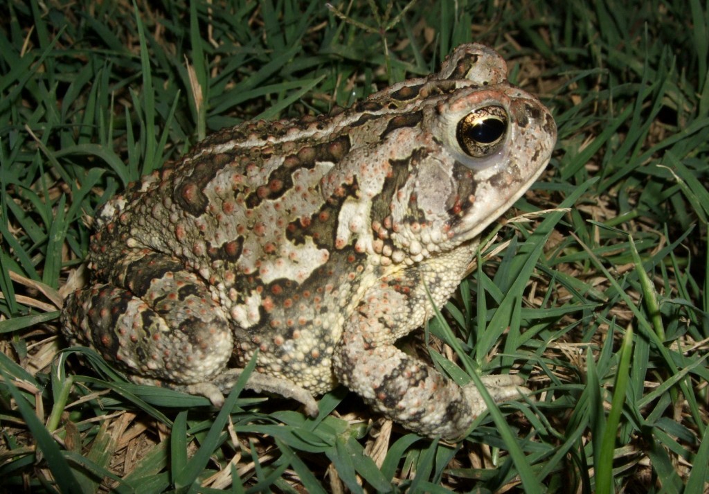 Fowler s Toad Facts And Pictures