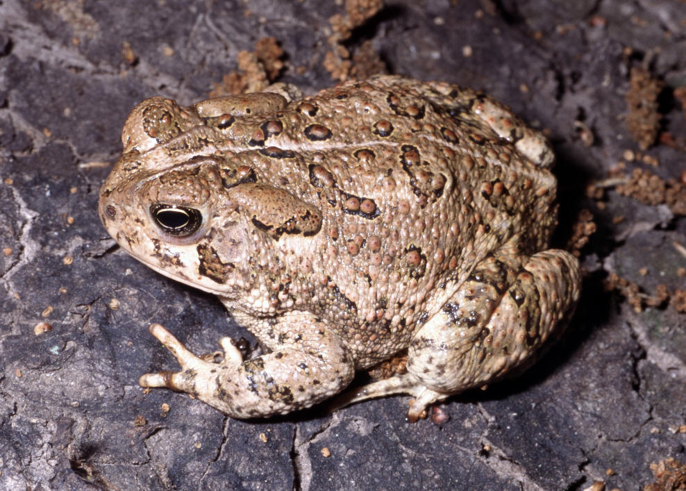 Woodhouse’s Toad Facts and Pictures