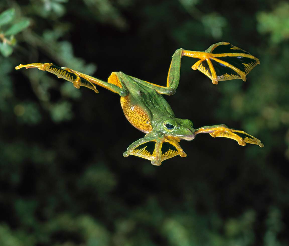 Wallace s Flying Frog Facts And Pictures