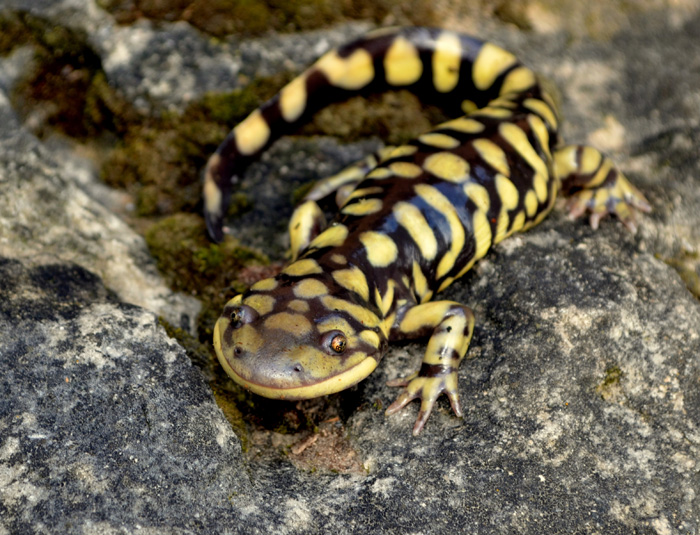 Ambystoma-Mavortium.jpg