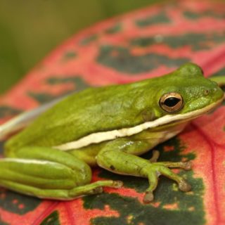 American Green Tree Frog Facts and Pictures