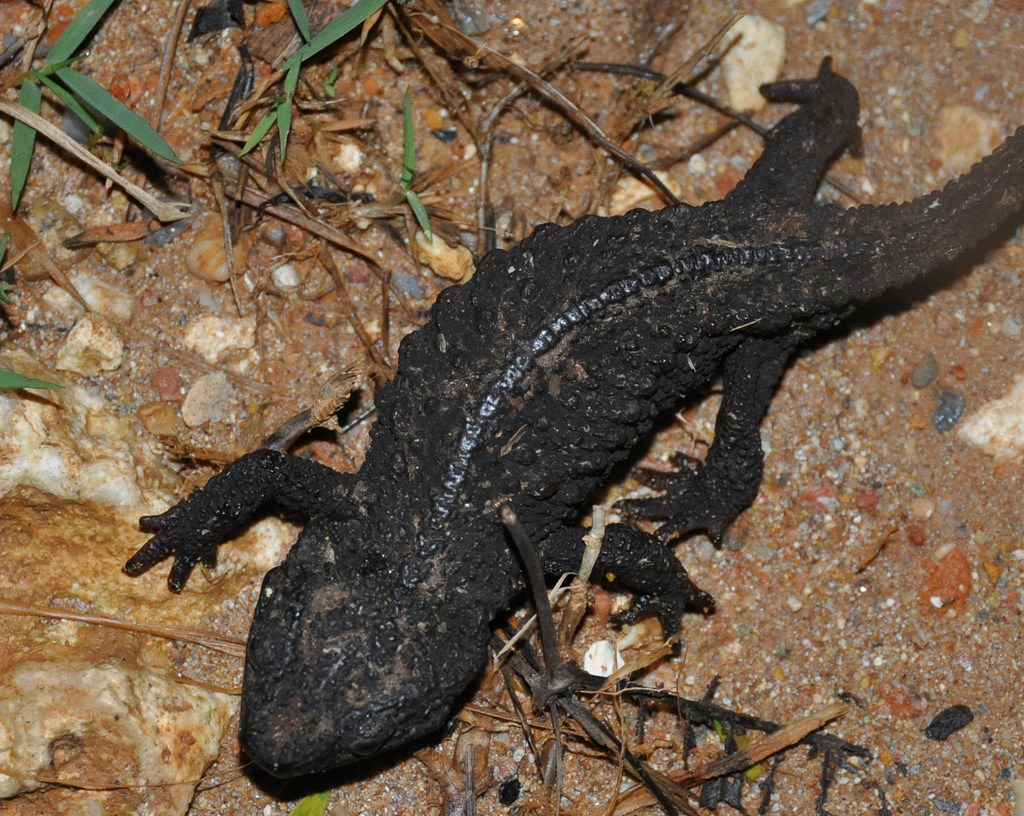 Crocodile Newt, The Animal Facts