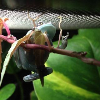 Amazon Milk Frog Facts and Pictures