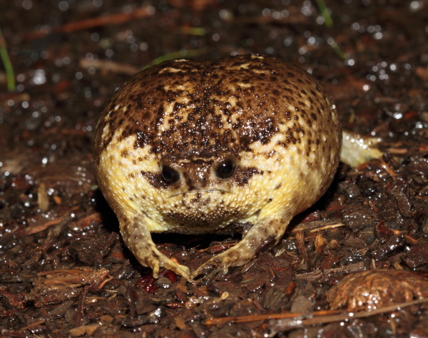 Cape Rain Frog Facts And Pictures