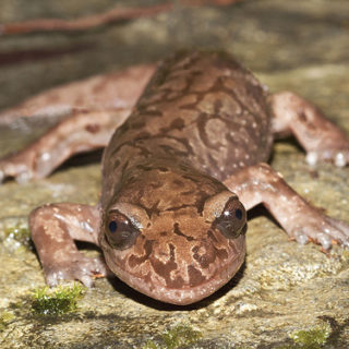 Coastal Giant Salamander Facts and Pictures