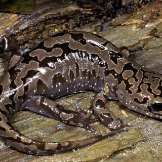 Coastal Giant Salamander Facts and Pictures