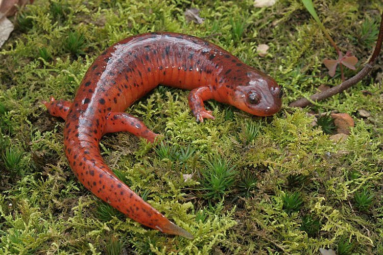 Images-of-Mud-Salamander.jpg