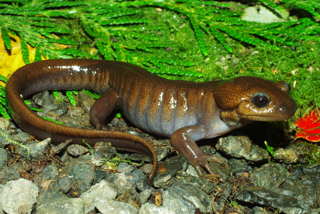 Northwestern Salamander Facts and Pictures