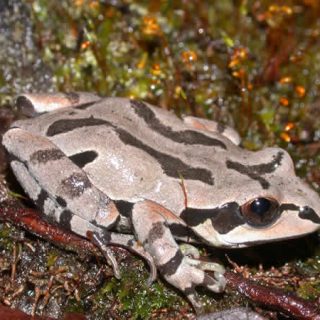 Ornate Chorus Frog Facts and Pictures