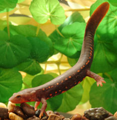 Paddle Tail Newt Facts and Pictures