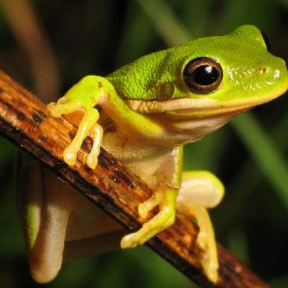 American Green Tree Frog Facts and Pictures