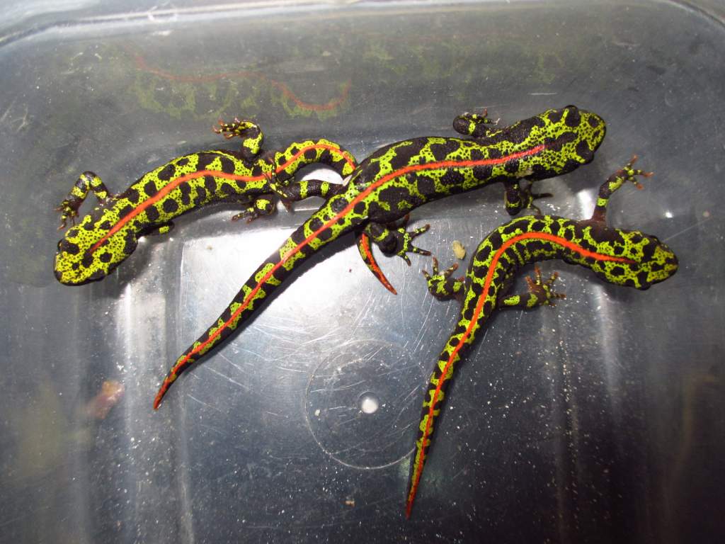 Pictures of Marbled Newt.