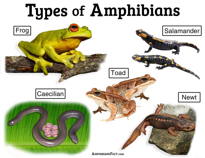  Amphibian  Fact Definition Characteristics  List of Types