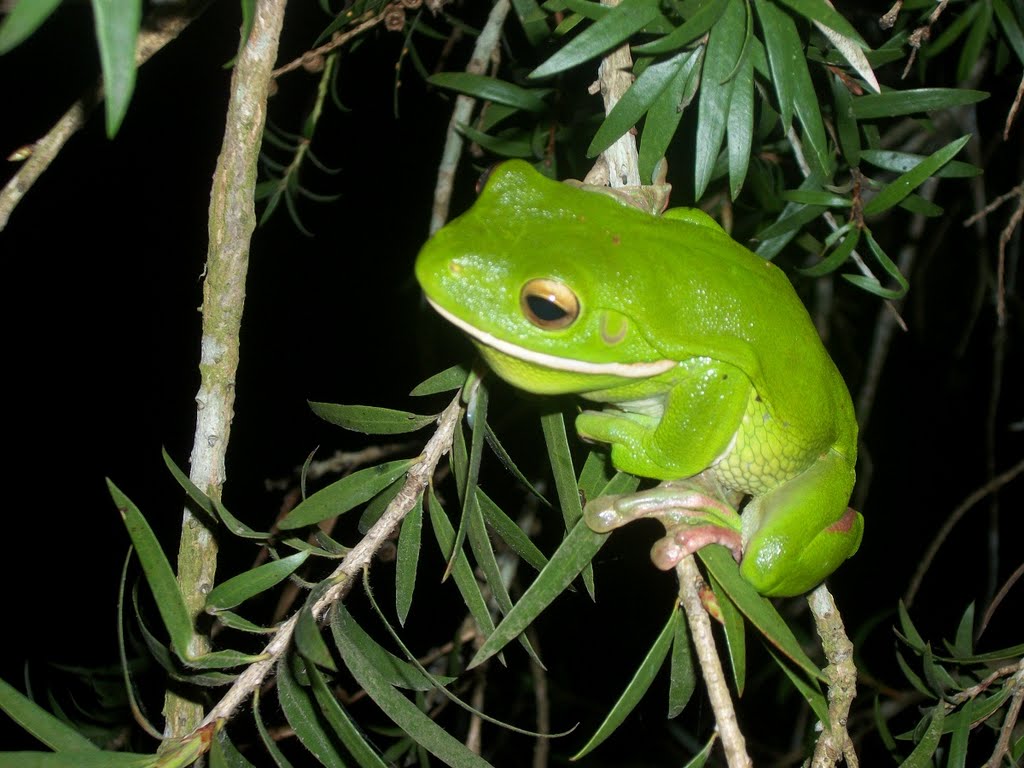 White Lipped Tree Frog Facts and Pictures