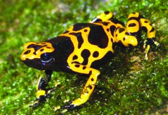 Visit Yellow-banded Poison Dart Frog - A Zoo With Yellow-banded Poison Dart  Frog • Paignton Zoo