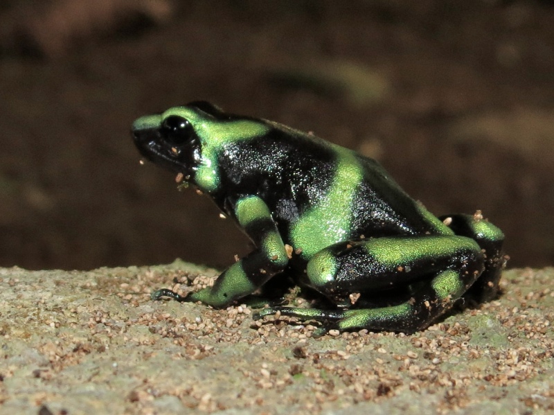 Pint-sized Poisoner – Green & Black Poison Dart Frog – incidental naturalist