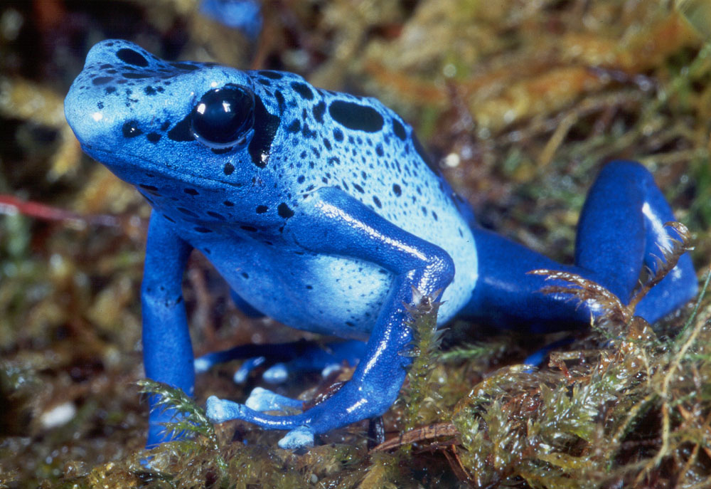 Blue Poison Dart Frog Facts And Pictures