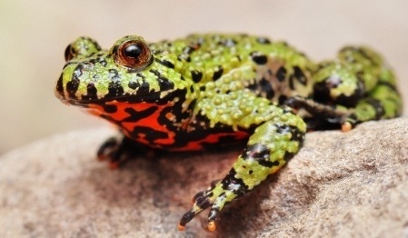 European Fire Bellied Toad Facts and Pictures