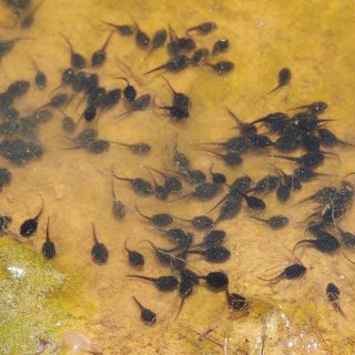 Fowler's Toad Facts and Pictures