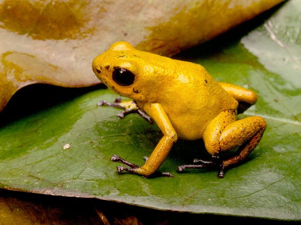 Golden Poison Dart Frog Facts And Pictures