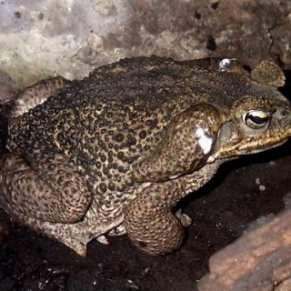 Rococo Toad Facts and Pictures