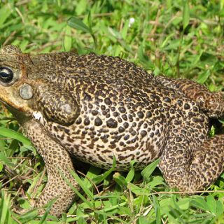Rococo Toad Facts and Pictures