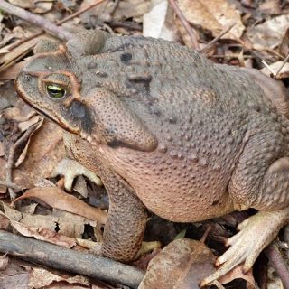 Rococo Toad Facts and Pictures