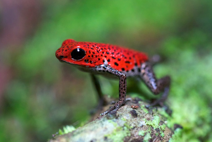 Strawberry Poison Dart Frog Facts and Pictures