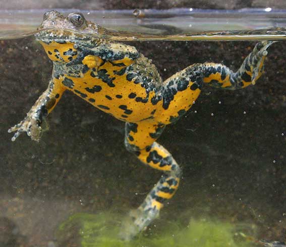 Yellow Bellied Toad Facts And Pictures