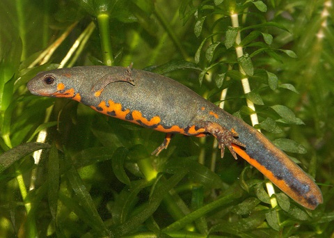 Blue Tailed Fire Belly Newt Facts And Pictures,Churros Recipe