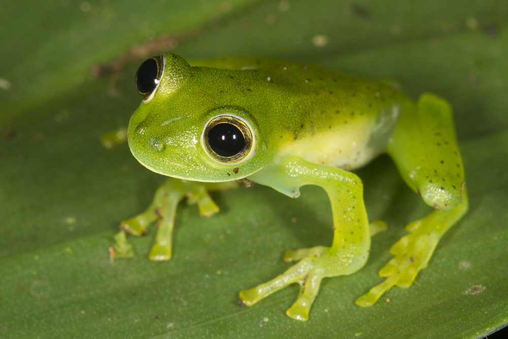 Elephant frog. Стеклянная лягушка Флайшмана. Зелёные лягушки Геншин. Лягушка карликовая золотистая. Стеклянные лягушки амазонки.