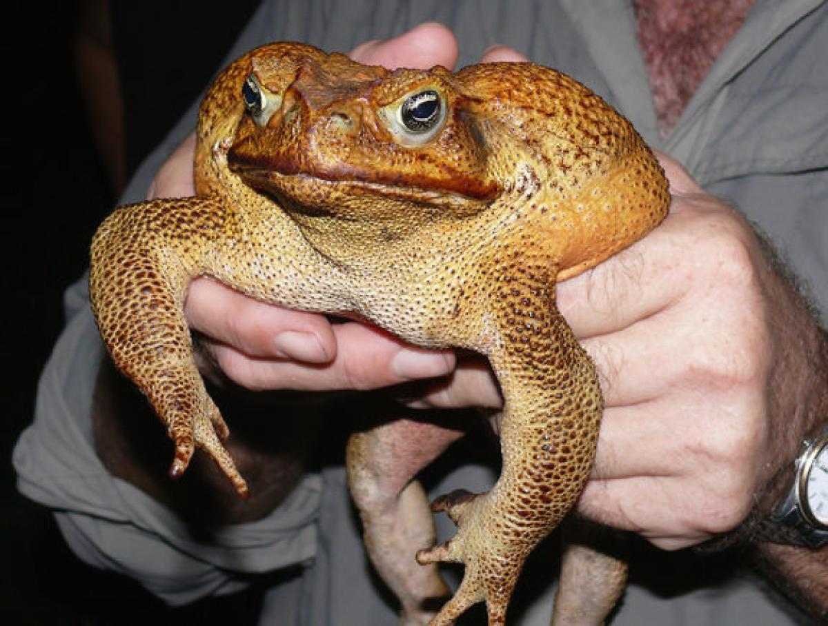 Cane Toad Facts And Pictures