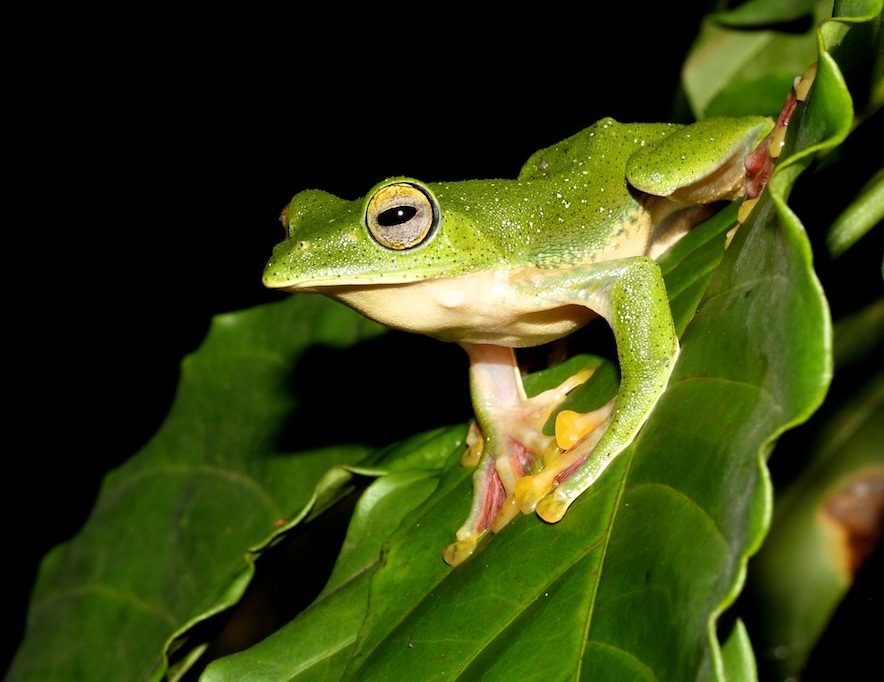 Malabar Flying Frog Facts And Pictures