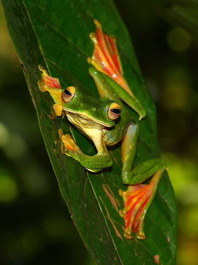 Malabar Flying Frog Facts And Pictures