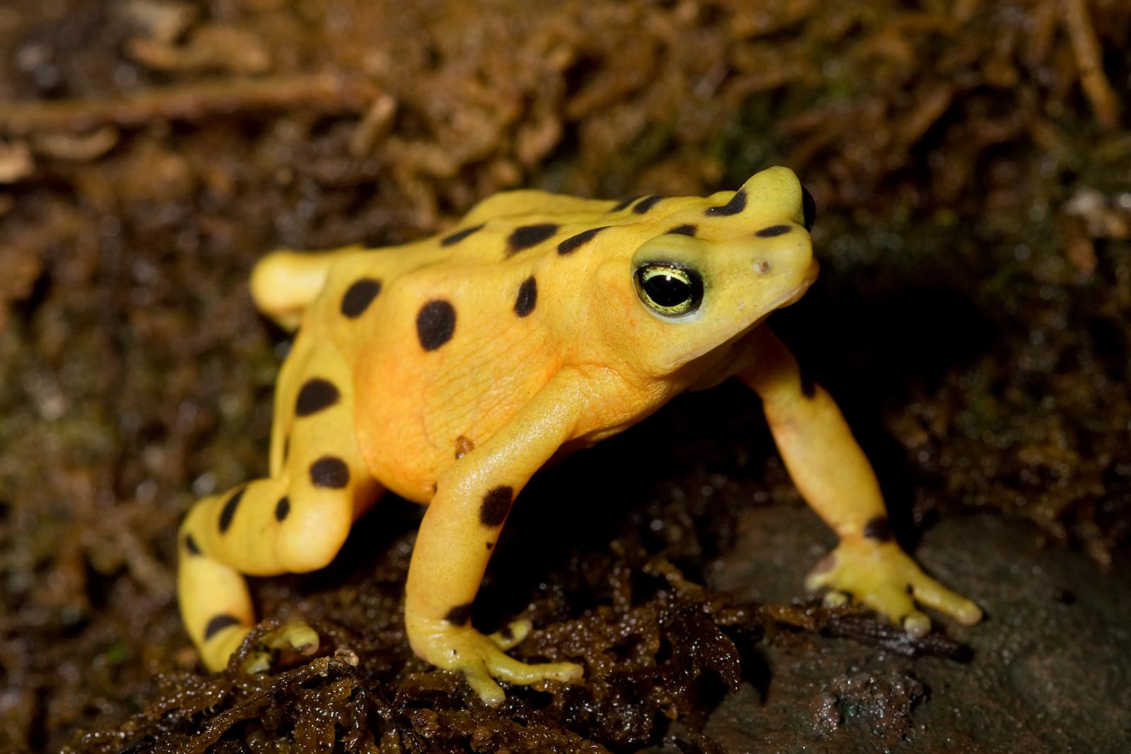 Panamanian Golden Frog Facts And Pictures