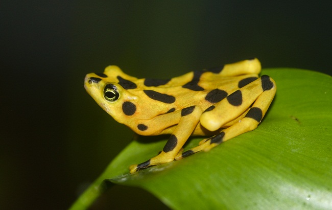 Panamanian Golden Frog Facts And Pictures