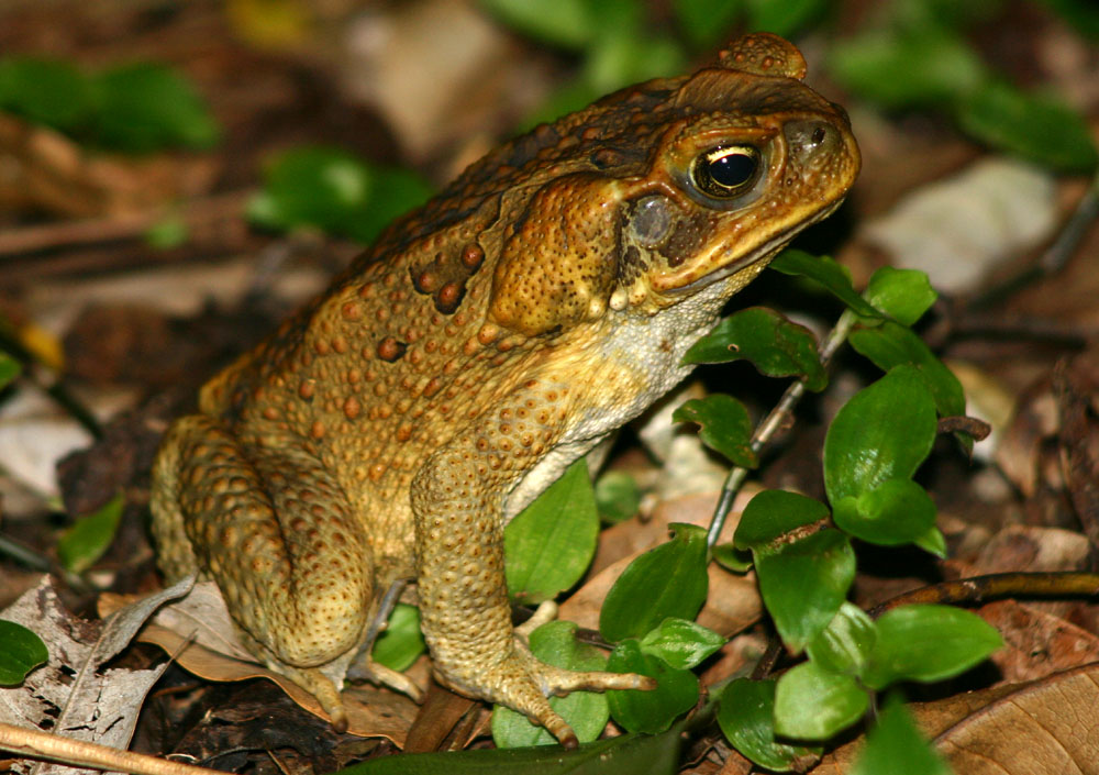 Cane Toad Facts And Pictures