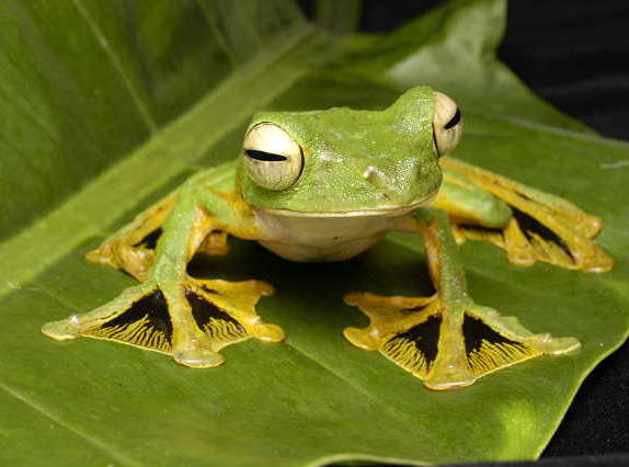 Wallace s Flying Frog Facts And Pictures