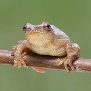Spring-Peepers-Frogs-320x320.jpg