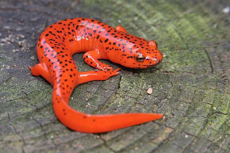 Red Salamander Facts and Pictures