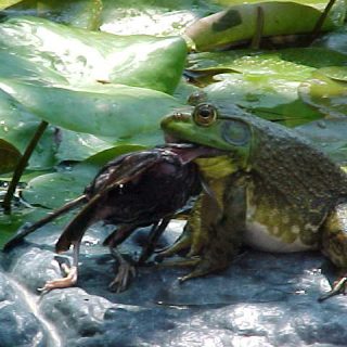African Bullfrog Facts and Pictures