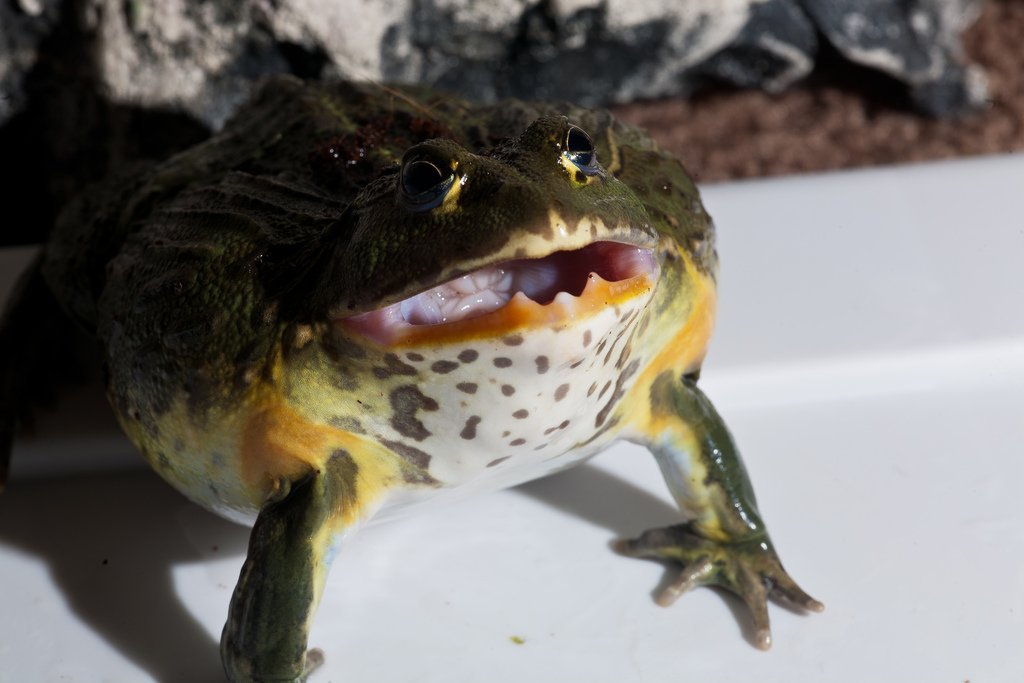 African Bullfrog Facts And Pictures
