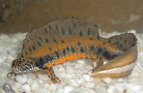 Newts: Facts and List of Types With Pictures - Amphibian Fact
