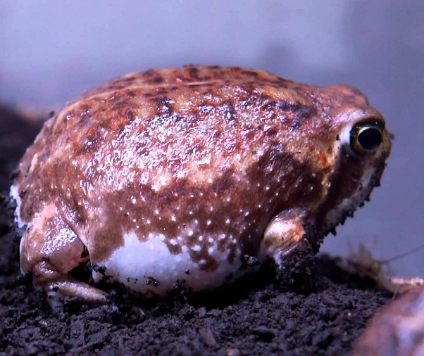 Bushveld Rain Frog Facts And Pictures