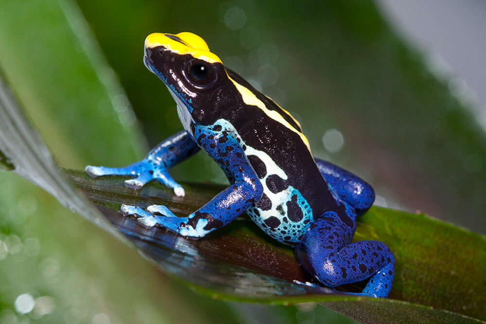 Dyeing Poison Dart Frog Facts And Pictures