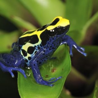 Dyeing Poison Dart Frog Facts and Pictures