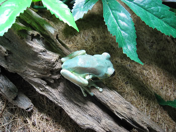 Uluguru Forest Tree Frog Facts and Pictures